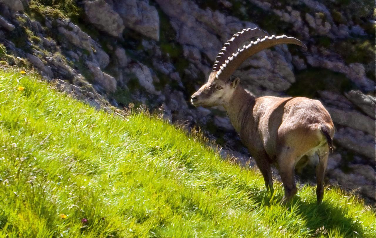 Hotel Landhaus Saentis เฮริเซา ภายนอก รูปภาพ